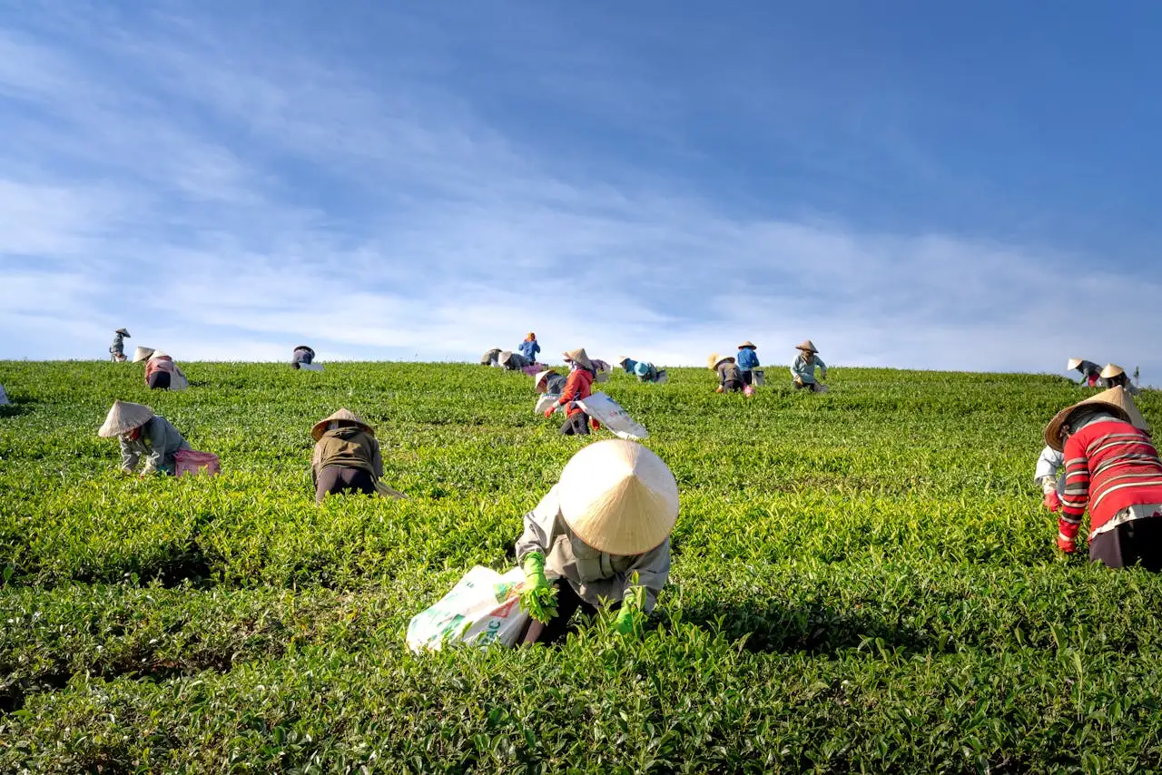Forestland Invest: Largest Booked Land to Plant